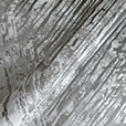 GALA SILVER