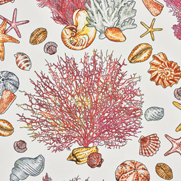 Tamarama Coral