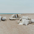 RIPTIDE STRIPED DECORATIVE POLLOW IN KHAKI